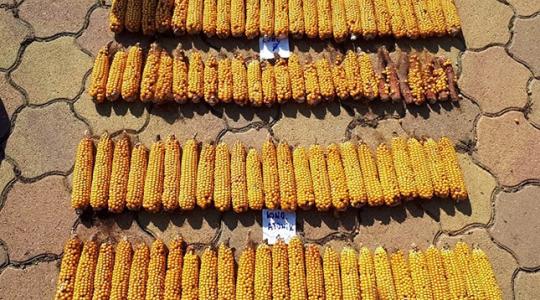 Természetes ösztönzés a kukoricának – termésnövelés egy különleges biostimulátorral