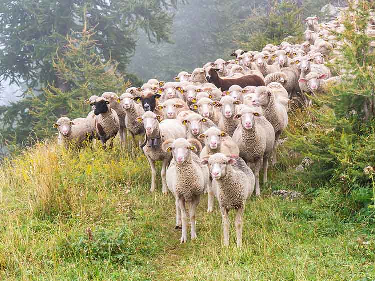 Báránypiac nem alakult át jelentősen