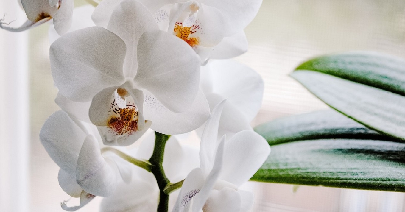 orchidea virág fehér