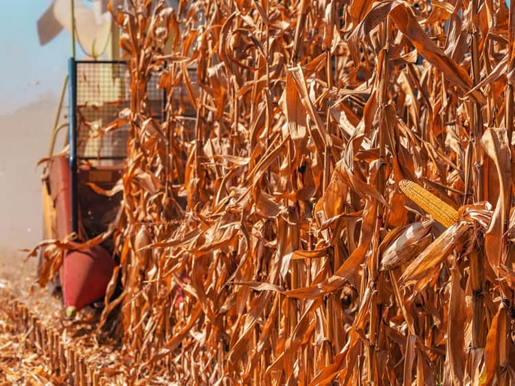 A kukorica betakarításának eredményei gyengék 2021-ben