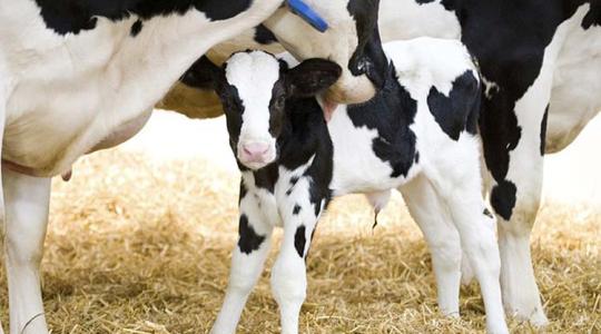 Egészségesebb és nagyobb tejtermelésű tehenek – a kulcs ez az okos fejőrobot