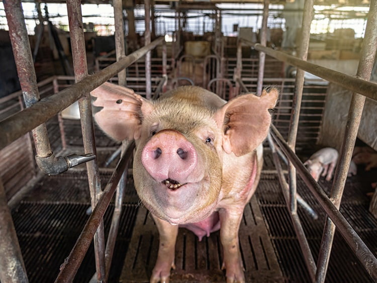 A sertés állatjóléti kérelmeket december 31-ig kell benyújtani. 