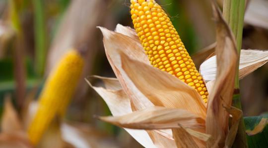 A kukoricahibrid, ami a súlyos békési aszályban is 20%-os termésplusszal zárt!