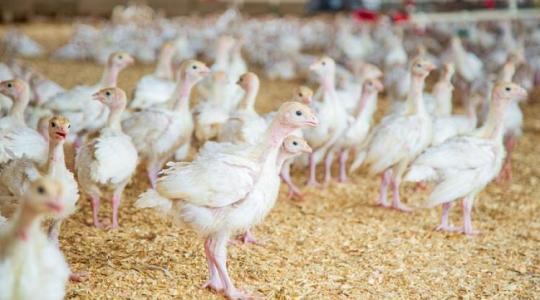Most megtudhatod, miért permeteznek baktériumokat a csirkeólak levegőjébe