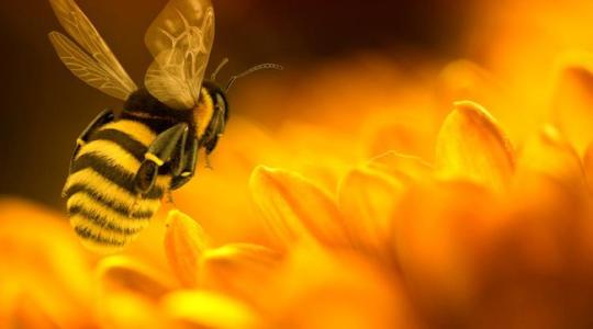Óriási ötlet: méhekkel juttatnak ki gombaölő szert a gyümölcsfákra