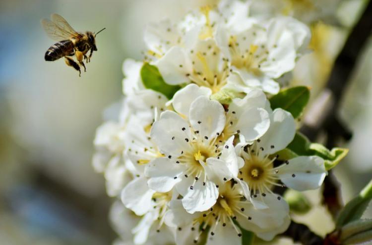 Méheket vetnek be a gyümölcsöket támadó gombák ellen