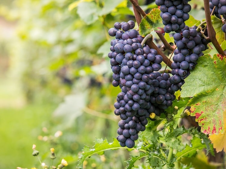 szőlőültetvény