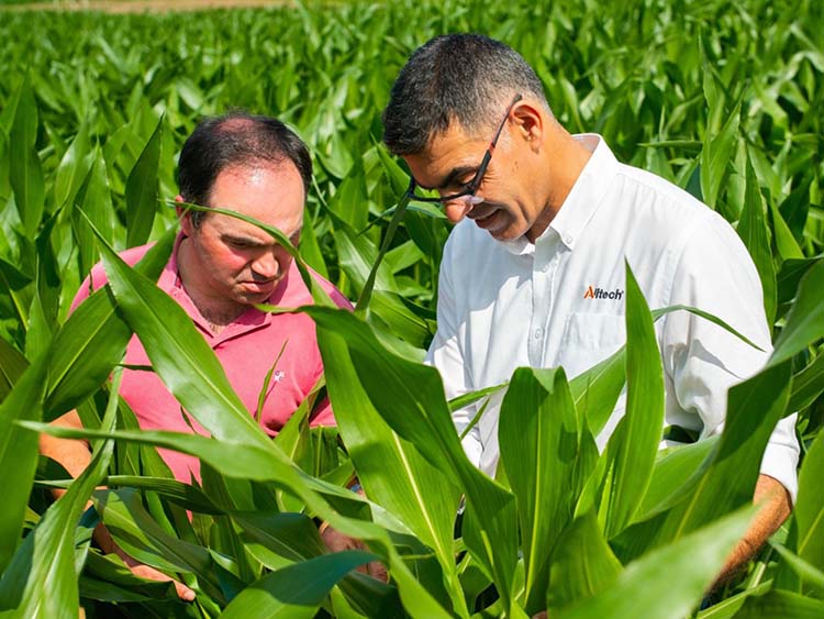 Kukoricaföldön két férfi nézi a termést