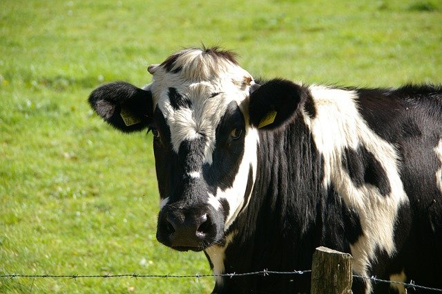 tejelő tehén