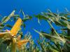 EU-s döntés: változnak a növényvédőszer-maradványok határértékei