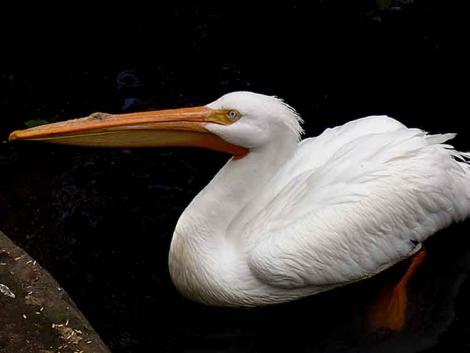Dráma az állatkertben: két pelikán is madárinfluenzás lett