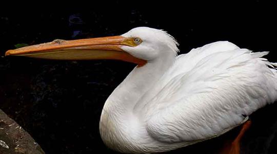 Dráma az állatkertben: két pelikán is madárinfluenzás lett
