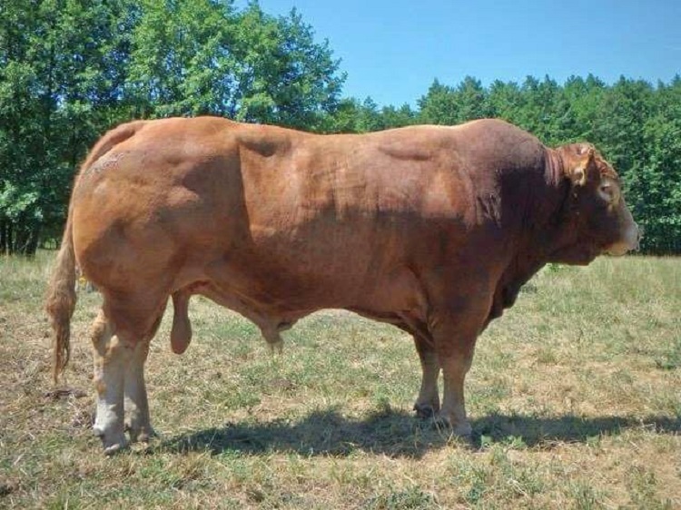 Limousin húsmarha bika