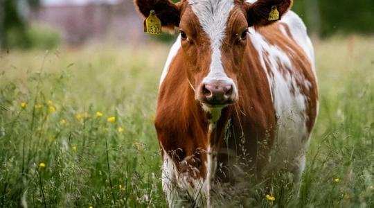 Az Auchan sem fog erdőirtás árán előállított marhahúst árulni