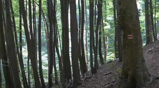 Örökerdő-gazdálkodás: nemcsak a fát látják, hanem az erdő egészét
