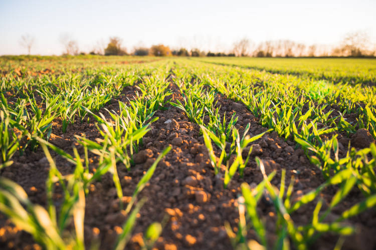A regeneratív mezőgazdaság jó hatással van a bolygó egészségére.