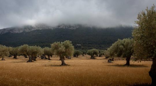 A krétai gazdaságok már okosfarmokon termelik az olívaolajat