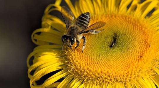Népes méhcsaládok mentek idén telelőbe