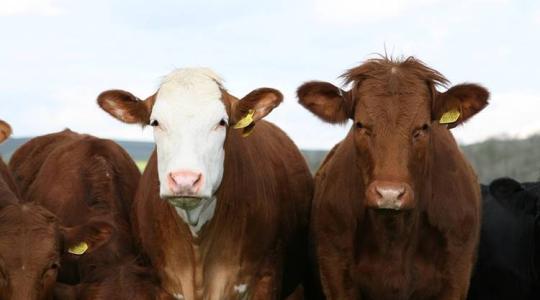 Veszélyben vannak az ír állattenyésztők