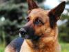 Kutyavásárt hirdetett a rendőrség – de mit kell tudnia egy rendőrkutyának? 