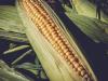 Hektáronként közel 16 tonna: ezzel lehetett megnyerni a kukorica termésversenyt