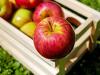 Az alma árának növekedésére számítanak a szakértők