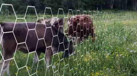 Virtuális tehénpásztor: egy kerítés, amit pár gombnyomás áthelyezni