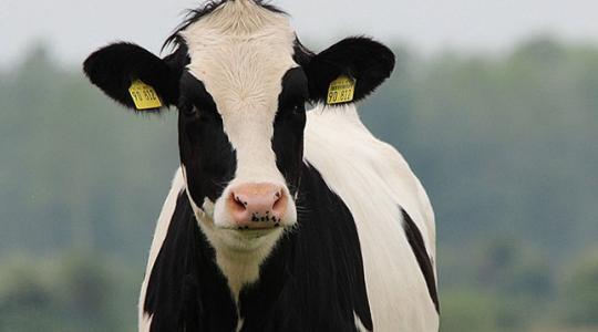 Mégsem kell lemondani a marhahúsról és a tejről? Jönnek a környezettudatos tehenek!
