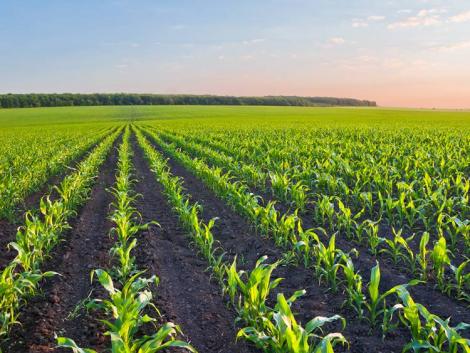 Teflix™ az új talajfertőtlenítő szer kukoricában és napraforgóban
