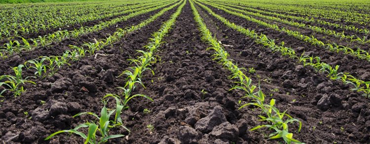kukoricaföld gyomnövények nélkül
