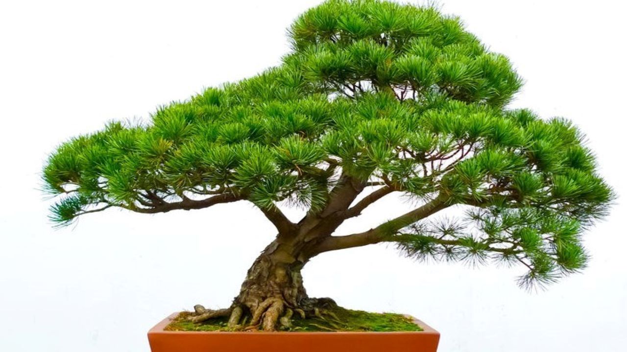 A bonsai maga a türelem. Fotó: 123rf.com