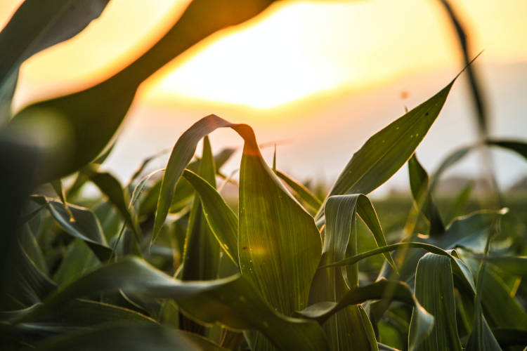A kukoricatermés-versenye több mint fél évszázada biztosít lehetőséget a kukoricatermelőknek, hogy a lehető legtöbb kukoricát termesszék, hozzájárulva ezzel a világ élelmezéséhez és üzemanyagellátásához.