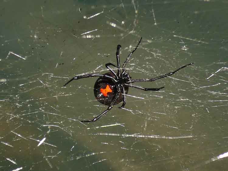 A pókméreg felhasználása a növényvédelemben