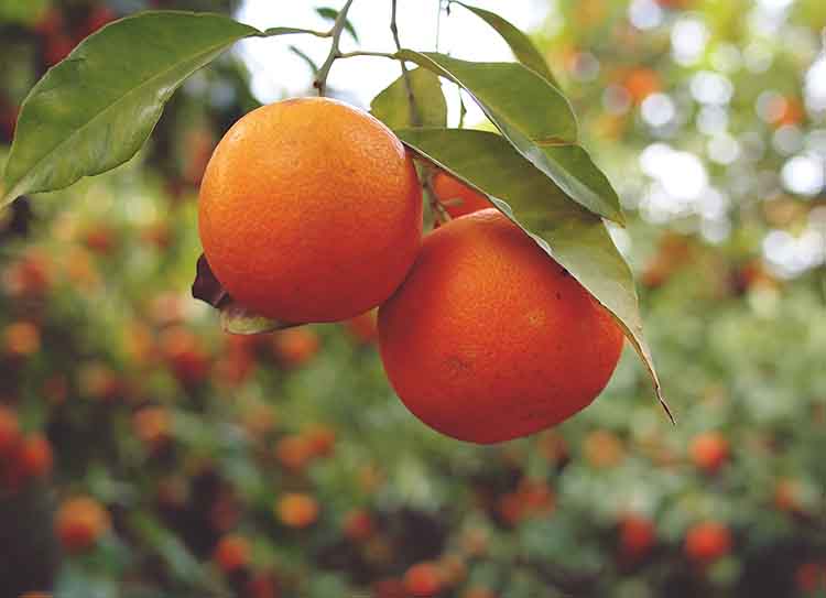 Rosszak a floridai narancstermés-kilátások, megugrott a fagyasztott narancslé határidős jegyzése a tőzsdén.