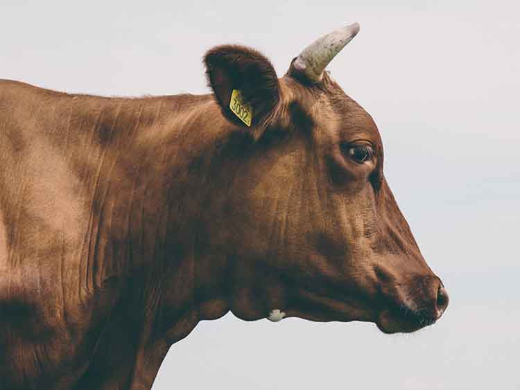Az amerikai marhatenyésztők jelentkezhetnek abba a programba, amely révén tanúsítványt kapnak arról, hogy marháik alacsony gázkibocsátásúak