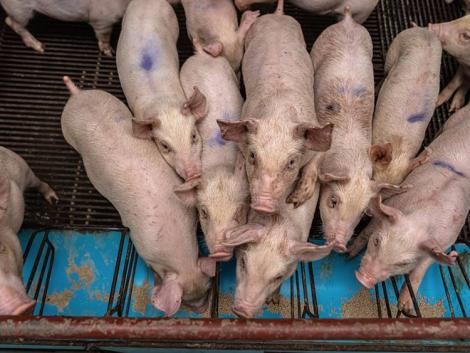 15 százalékot zuhant az EU Kínába tartó sertéshúsexportja