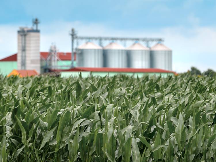 Hatalmasat emelkedett a kukorica ára az elmúlt évben