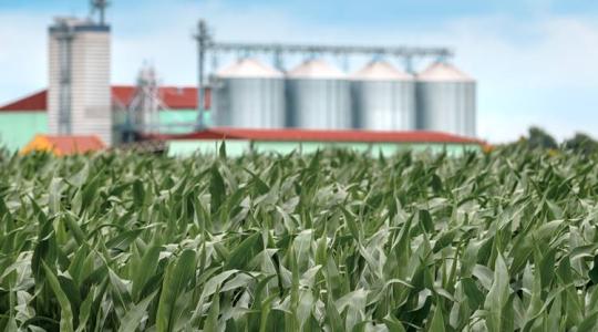 Terményárak: mi jár a gabonakereskedő és a termelő fejében? Eladni vagy tárolni? 
