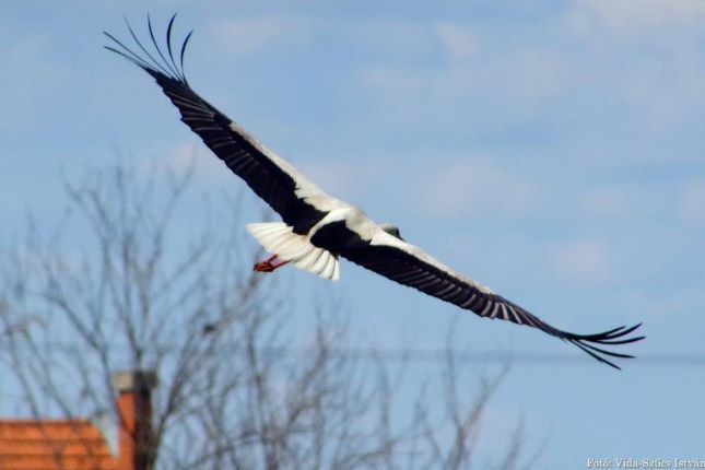 A gólya repülés közben is lenyűgöző látványt nyújt. Fotó: Vida-Szűcs István