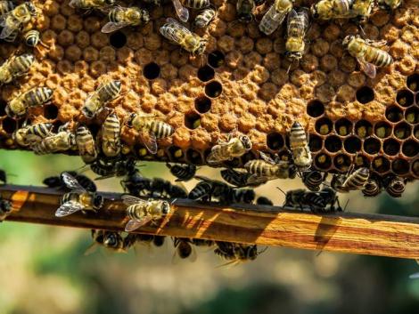Méhészeti támogatás 2022: megjelentek a feltételek!