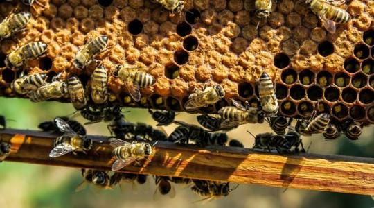 Méhészeti támogatás 2022: megjelentek a feltételek!