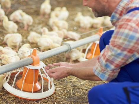 Csirkehúshiányra kell felkészülni? Drámai a helyzet a baromfipiacon