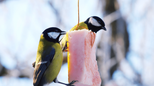 Téli madáretetés: nem árt tudnod, hogy nem ártasz 