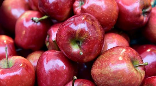 Nagy segítség az almásban a gyümölcsszedő robot