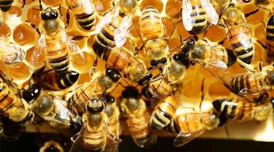 A méhek tömeges pusztulása mellett nem lehet szó nélkül elmenni