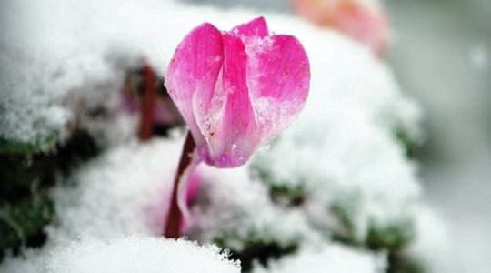 Ez a 8 gyönyörű virág télen is tavaszba borítja a kerted!