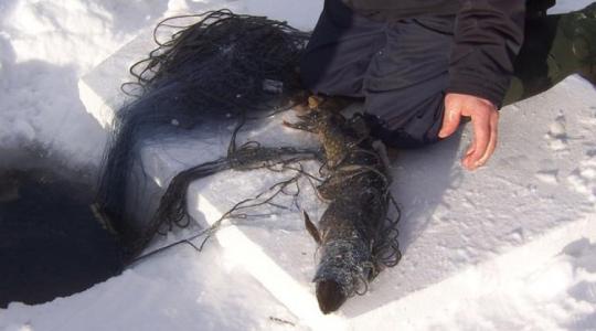 Sokadszorra lépnek meg a tiszai orvhalászok