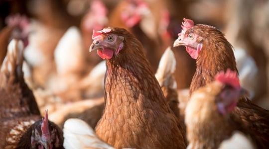 121 ezer tojótyúkot kell elpusztítani Bács-Kiskun megyében