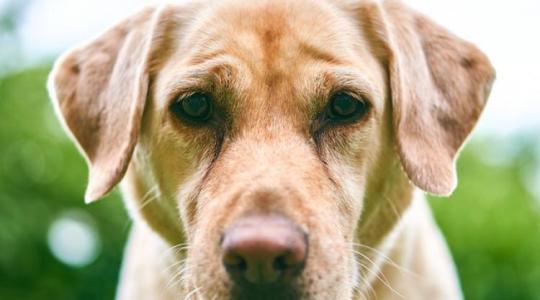 Szimatot fogtak: egy amerikai nő kutyái képesek kiszimatolni a burgonya kórokozóit