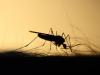 A szúnyogok és kullancsok sikersztorija számunkra növekvő fenyegetés